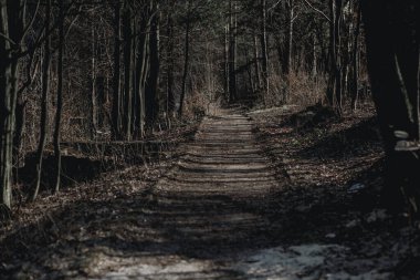 İlkbaharın başlarında ormandaki ağaçlar arasında dramatik bir yol.