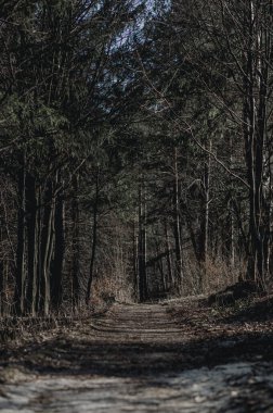 İlkbaharın başlarında ormandaki ağaçlar arasında dramatik bir yol.