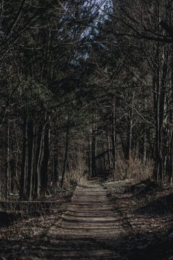 İlkbaharın başlarında ormandaki ağaçlar arasında dramatik bir yol.