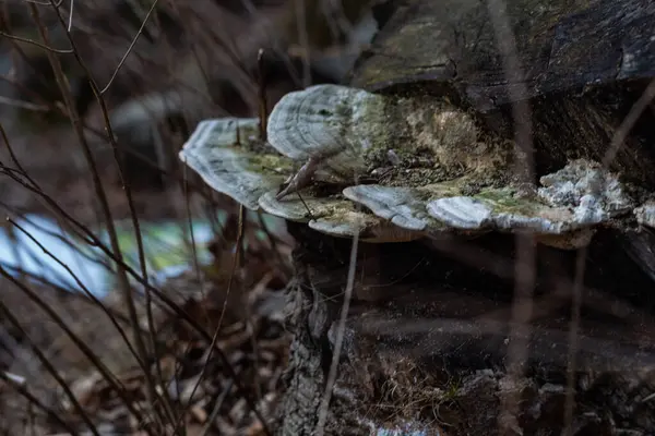 White Dried Mushrooms Polypores Dry Tree — Stock fotografie