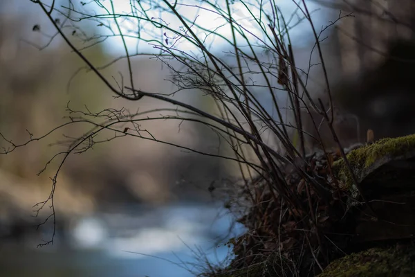 Dry Twigs Plants Leaves Dark Background Landscape River Uniform Light — стоковое фото