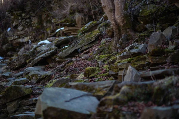 İlkbaharın başlarında dağlık bir bölgede filizlenen bir ağacın yosun kökleriyle kaplanmış taşlarla kaplı bir dağ nehrinin kıyısı. Hava, düşen kuru yaprakların ağaç kalıntılarının yakınında açıktır.