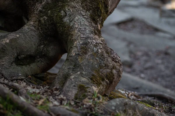 Rötterna Trädet Grodda Stenig Yta — Stockfoto
