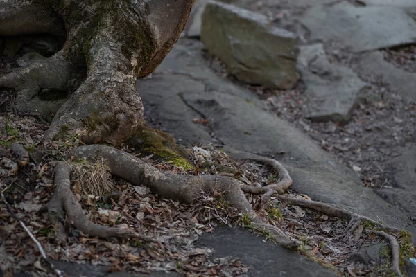 Ağacın kökleri kayalık bir yüzeyde filizlendi.