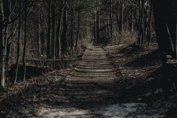 İlkbaharın başlarında ormandaki ağaçlar arasında dramatik bir yol.