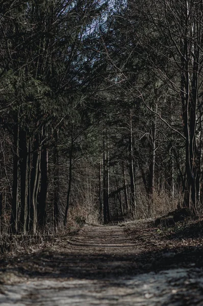 İlkbaharın başlarında ormandaki ağaçlar arasında dramatik bir yol.
