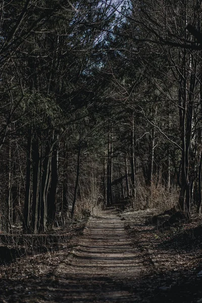İlkbaharın başlarında ormandaki ağaçlar arasında dramatik bir yol.