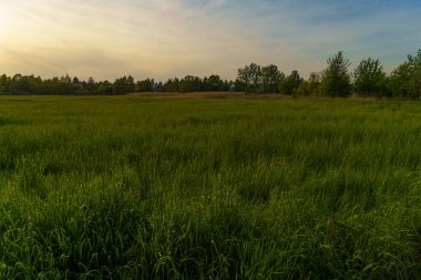 Arazinin güzel manzarası gün batımında genç buğday yaprakları rüzgarda sallanıyor tarlanın ucunda ağaçlar mavi gökyüzünün arka planında sarı bulutlar ile görülebiliyor.
