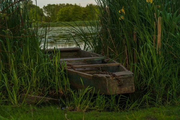 Sazlıkların Arasında Eski Ahşap Bir Tekne Gölün Arkasında Kıyıya Demirlemiş — Stok fotoğraf