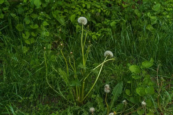 蒲公英紧紧地夹在绿草之间 呈白色绒毛球状 映衬着晚春美丽的蒲公英美景 — 图库照片