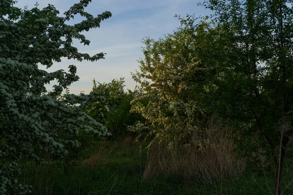 Prachtig Uitzicht Groene Bomen Bedekt Met Kleine Witte Bloemen Foto — Stockfoto