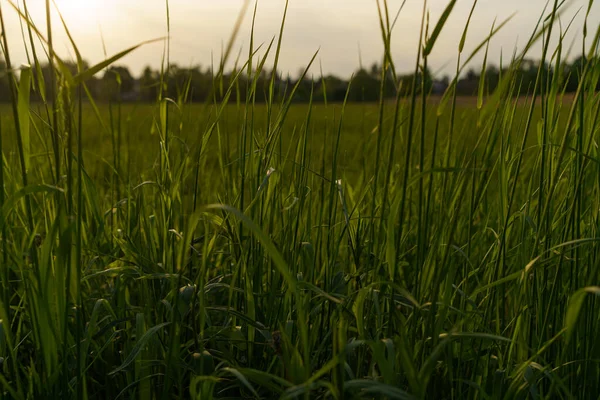 Folhas Verdes Picos Trigo Close Fundo Campo Trigo Pôr Sol — Fotografia de Stock