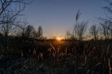 Güneşin arka planda saklanan manzarası ağaçların çıplak dalları çalıların çıplak dalları kuru otlar fotoğraf akşamleyin sonbaharın sonlarında gün batımında çekildi