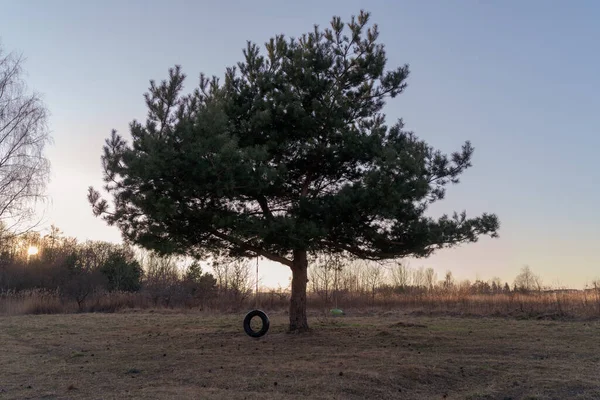 Large Cedar Tree Tire Swing Rope Grows Middle Field Dry — Fotografia de Stock