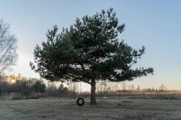 Large Cedar Tree Tire Swing Rope Grows Middle Field Dry — Fotografia de Stock