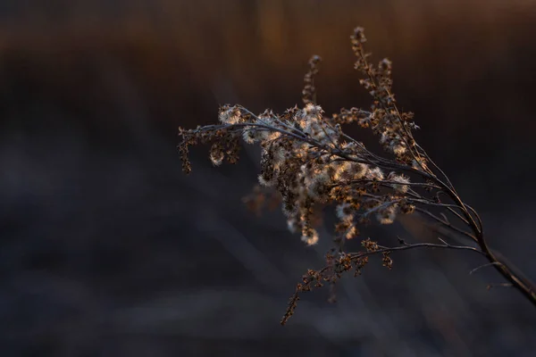 Branch Dry Grass Dry Flower Close Backlight Dark Background Sunset — 图库照片