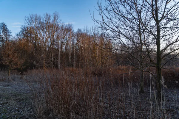 manzara manzarası ağaçların arka plandaki çıplak dalları çalıların çıplak dalları kuru çimenler fotoğraf akşamüstü gün batımında çekildi