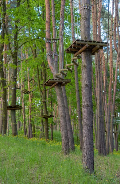 a rope park in the middle of a pine forest, ropes stretch high between trees with fixed wooden bars of various designs in the photo, a beautiful green forest in the summer warm season