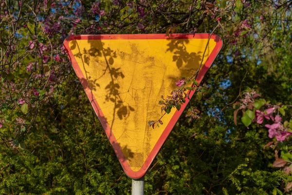 Verkehrszeichen Umgekehrtes Dreieck Zwischen Blühenden Zweigen Eines Apfelbaumschildes Einem Vernachlässigten — Stockfoto