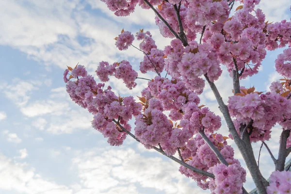 Pink Sakura Close Blue Sky View Tree Branch Covered Small — Stock Fotó