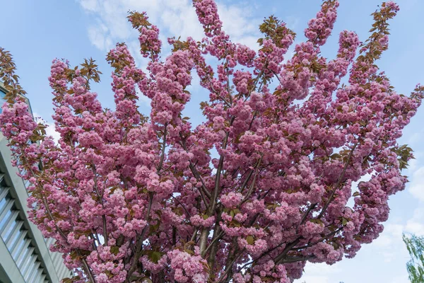 Pink Sakura Close Blue Sky View Tree Branch Covered Small — Stock Fotó