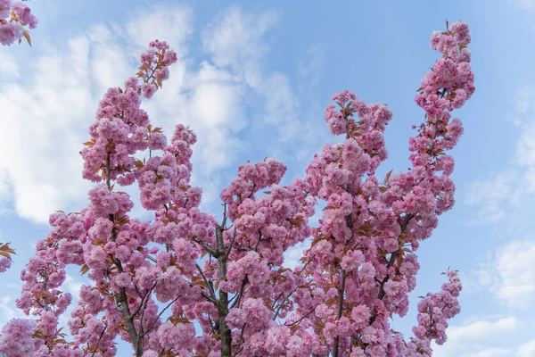 Pink Sakura Close Blue Sky View Tree Branch Covered Small — Stock Fotó