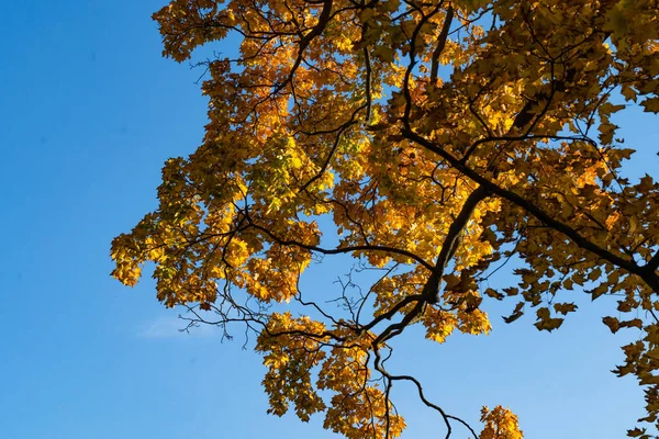 Вид Снизу Клен Желтыми Листьями Фоне Голубого Неба Солнечный Осенний — стоковое фото