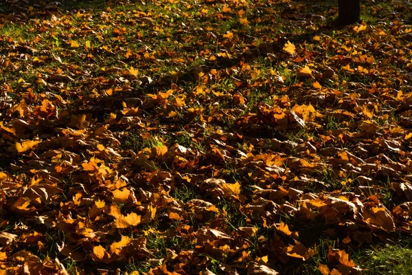 Ovanifrån Fallna Gula Blad Soligt Väder Mitten Hösten Vacker Bakgrund — Stockfoto