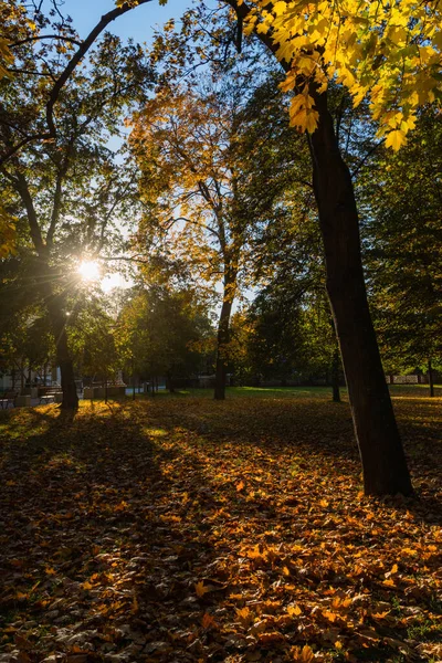 Herbstlandschaft Mit Langen Schatten Von Bäumen Gefallene Gelbe Blätter Auf — Stockfoto