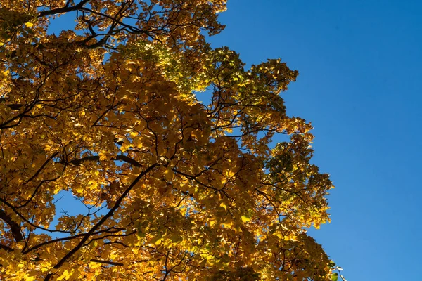 Nederst Bild Lönn Träd Med Gula Blad Mot Blå Himmel — Stockfoto