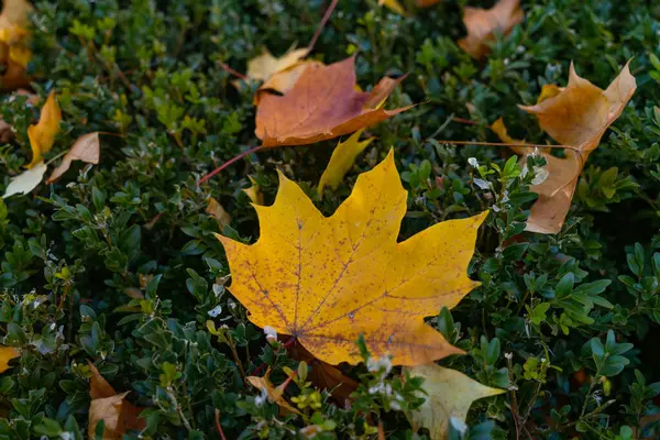 Jesień Spadł Liście Zielonym Krzewie Zdjęcie Góry — Zdjęcie stockowe