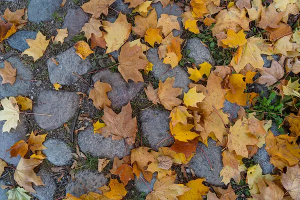 Gul Fallna Lönnlöv Natursten Kullersten Ovanifrån Höst Bakgrund Början Oktober — Stockfoto