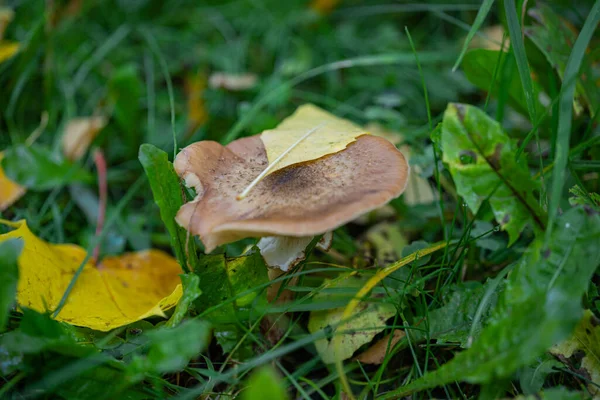 秋天里 在绿草间近距离拍摄小花菇的宏观照片 在晴朗的天气里拍摄了一张清晰的纹理照片 — 图库照片