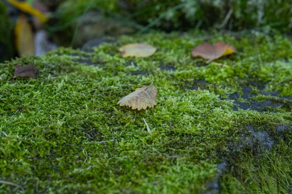Zelený Mech Zblízka Kameni Vrcholu Spadlých Suchých Listů — Stock fotografie