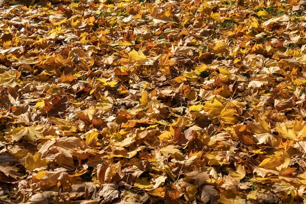 Widok Góry Spadające Żółte Liście Słonecznej Pogodzie Połowie Jesieni Piękne — Zdjęcie stockowe