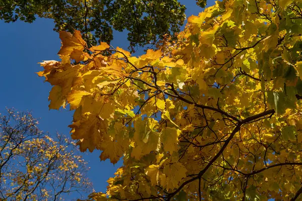 Вид Снизу Дерева Желтым Оранжевым Кленом Листьями Каштана Фоне Голубого — стоковое фото