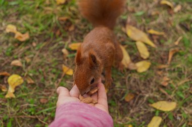 Bir sincap insan elinden fındık yer. Arka planda yeşil çimenlerin üzerine düşmüş sarı yapraklar.