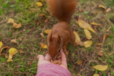 Bir sincap insan elinden fındık yer. Arka planda yeşil çimenlerin üzerine düşmüş sarı yapraklar.