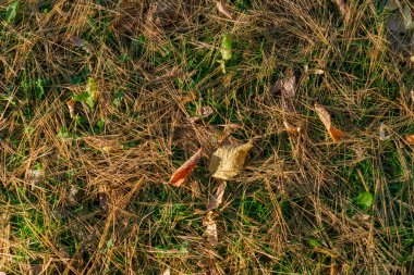 Yeşil çimlerin üzerinde kurumuş çam iğneleri.