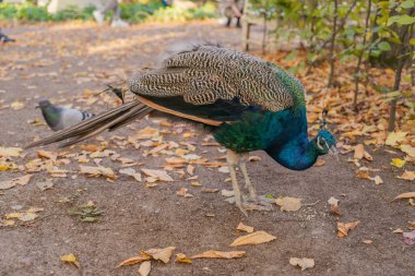 Sonbaharın başlarında düşen sarı yaprakların arasında güzel bir tavus kuşu yürür.