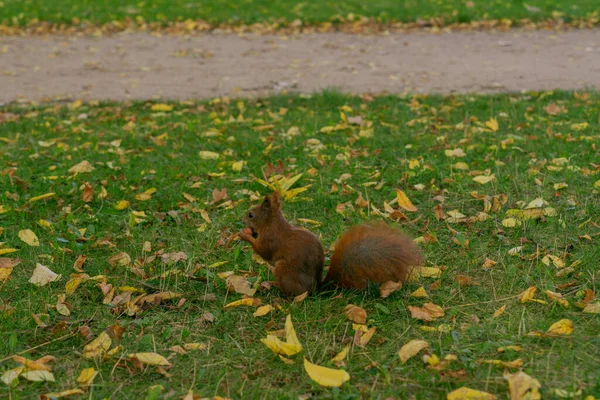 Red Squirrel Eating Peanut Close Green Grass Yellow Fallen Leaves — Stock Photo, Image