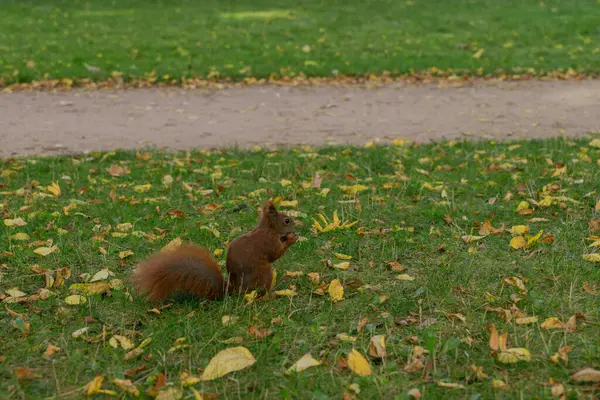 Esquilo Vermelho Comendo Amendoim Close Grama Verde Entre Folhas Caídas — Fotografia de Stock