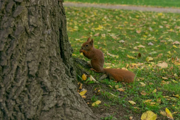 Esquilo Sentado Uma Árvore Comendo Nozes Close Fundo Casca Árvore — Fotografia de Stock