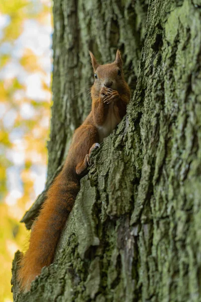 Esquilo Sentado Uma Árvore Comendo Nozes Close Fundo Casca Árvore — Fotografia de Stock