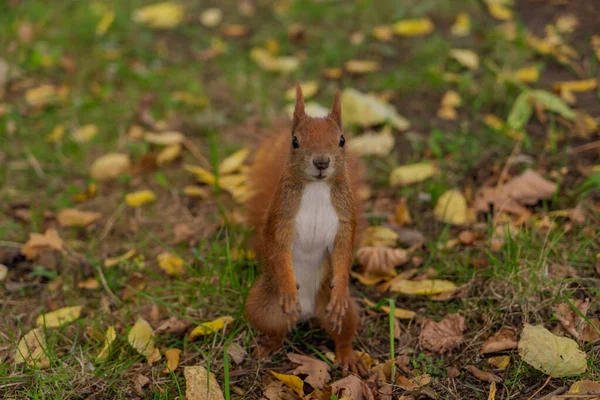 Esquilo Vermelho Olhando Para Câmera Close Vista Frontal Esquilo Sentado — Fotografia de Stock