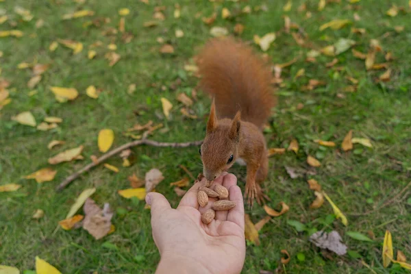 Een Eekhoorn Eet Noten Van Mensenhand Close Achtergrond Van Gevallen — Stockfoto