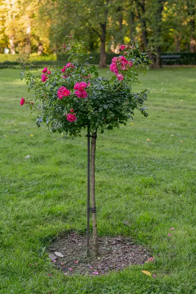 Ağaçlar Pembe Güller Açıyor Parkta Küçük Çiçekler Var Güneşli Bir — Stok fotoğraf