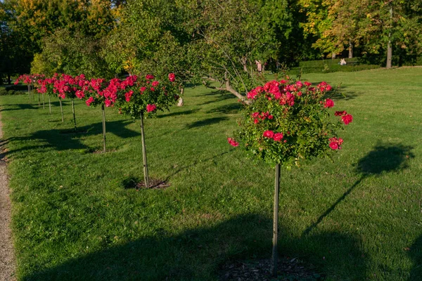 Ağaçlar Pembe Güller Açıyor Parkta Küçük Çiçekler Var Güneşli Bir — Stok fotoğraf