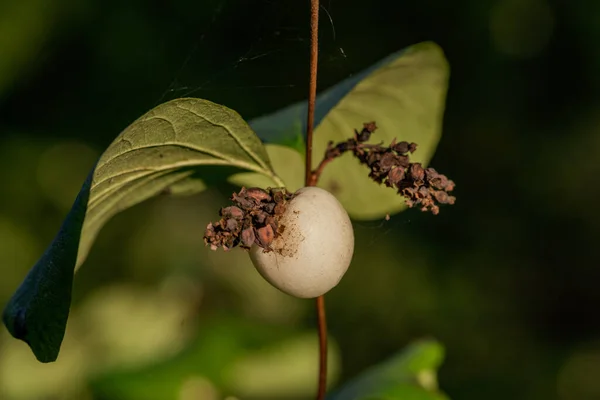 Common Snowberry Bush Symphoricarpos Albus Primer Plano Una Rama Delgada — Foto de Stock