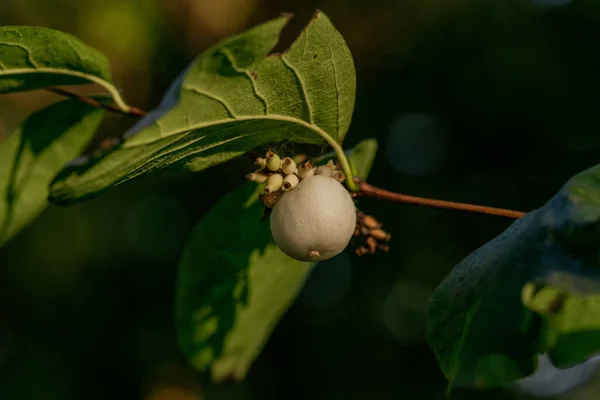 Symphoricarpos Albus Snowberry Bush Gros Plan Une Branche Mince Avec — Photo